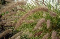 Catstail grass